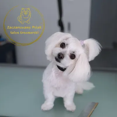 Zaczarowany Psiak Salon Groomerski